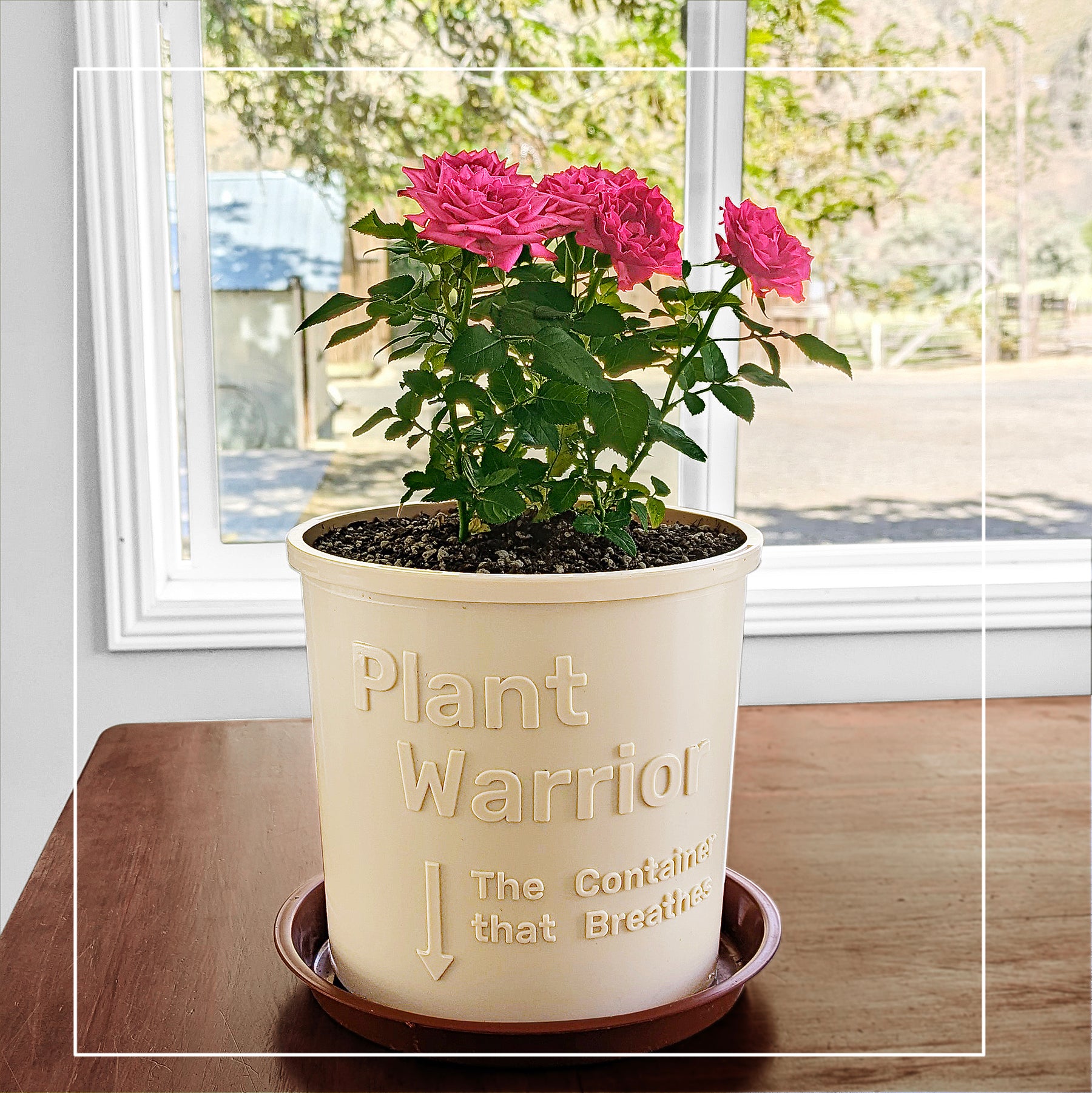 Drip Trays. Set of 12. - planters, garden pots, plant warrior, container gardens, root warrior, raised beds,plant pots - Plant Warrior