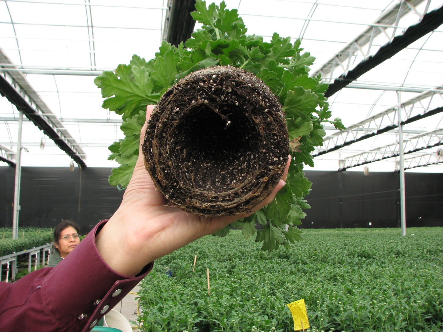 One Gallon. Set of 4. - planters, garden pots, plant warrior, container gardens, root warrior, raised beds,plant pots - Plant Warrior