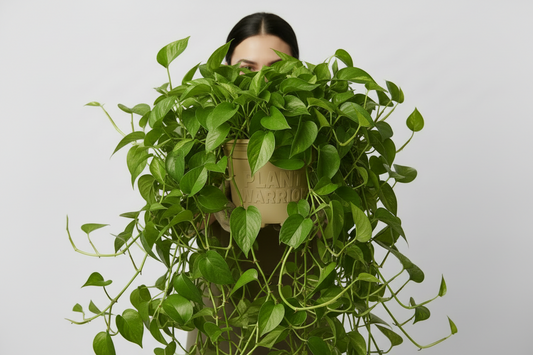 Font for all letters of Helvetica